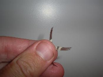 Montage de mouche