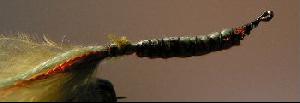 Montage de mouche