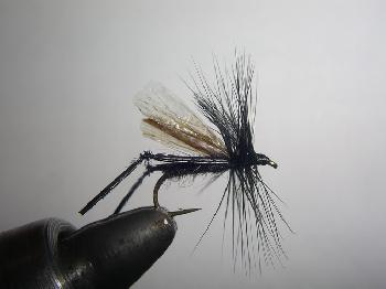 Fiche de montage : Bibio marci (mouche de la Saint Marc)