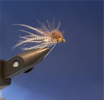 Emergente de mouche de Mai