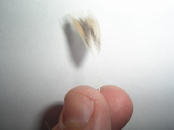 Montage de mouche