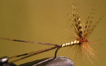 Mouche de mai Raphia