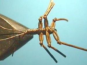 Montage de mouche