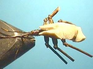Montage de mouche