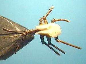 Montage de mouche