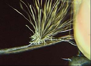 Montage de mouche