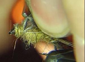 Montage de mouche
