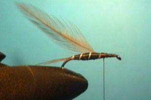 Montage de mouche