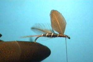 Montage de mouche