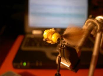 Montage de mouche
