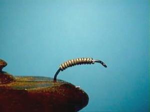 Montage de mouche