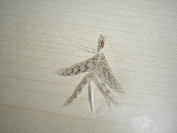 Montage de mouche