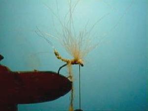 Montage de mouche