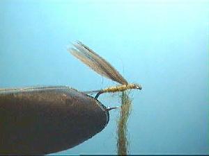 Montage de mouche