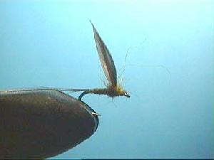 Ignita no-hackle Ignita no-hackle