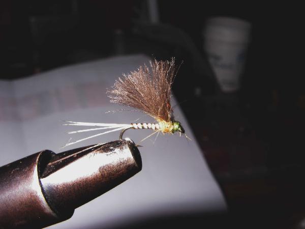 Ephémère CDC Ephémère CDC