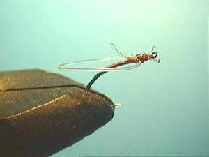 Montage de mouche
