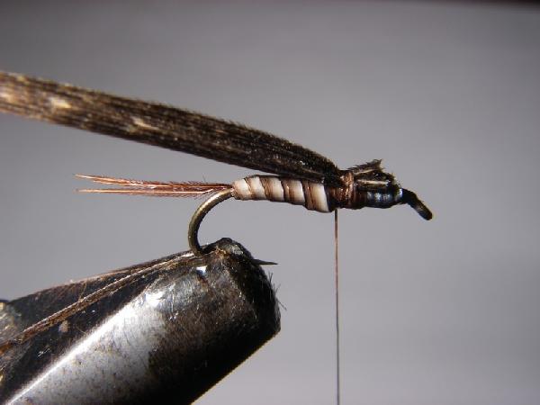 Montage de mouche