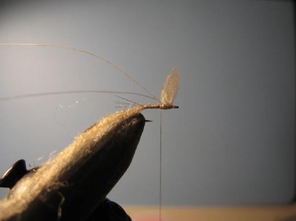 Montage de mouche