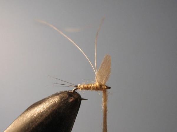 Montage de mouche