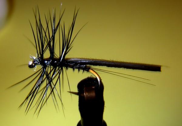 Sedge Cormoran