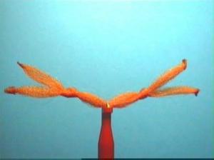 Montage de mouche