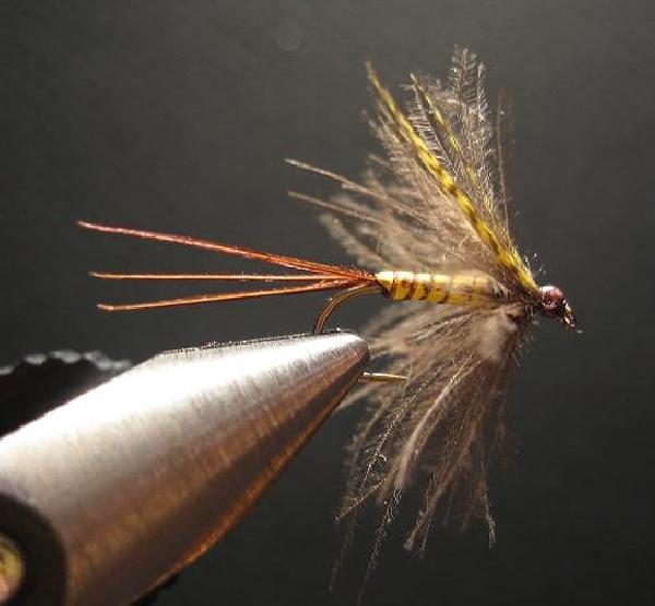 Mouche de mai Mouche de mai