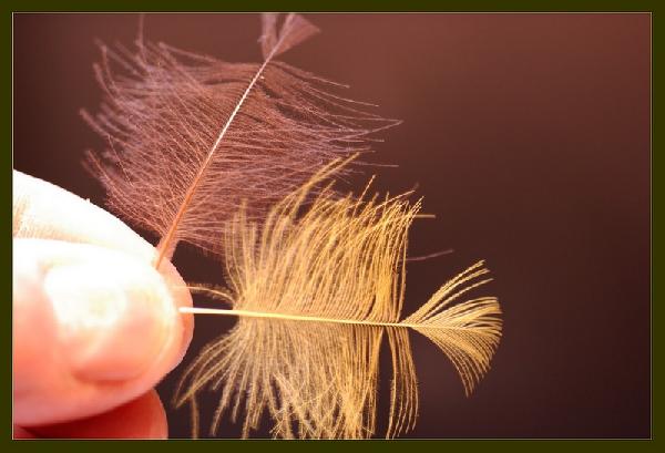 Montage de mouche
