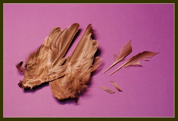 Montage de mouche