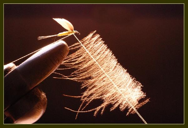 Montage de mouche