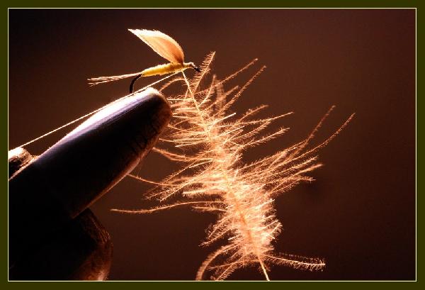 Montage de mouche