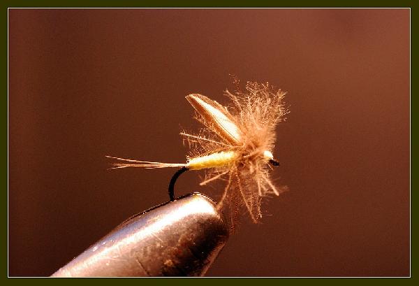 Mouche D