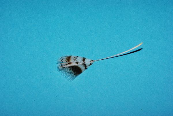 Montage de mouche