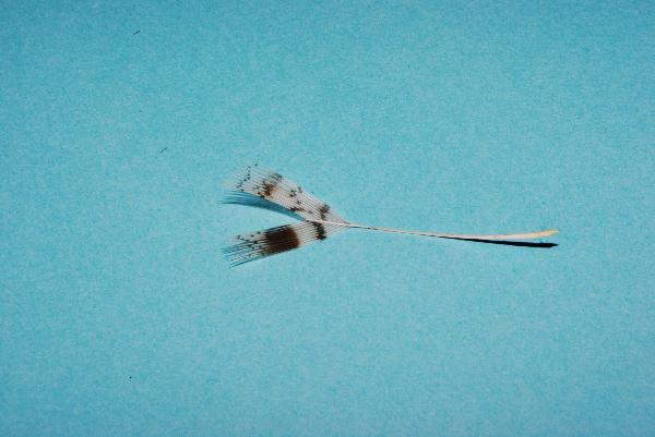Montage de mouche