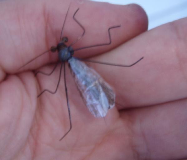 Fiche de montage : Stonefly