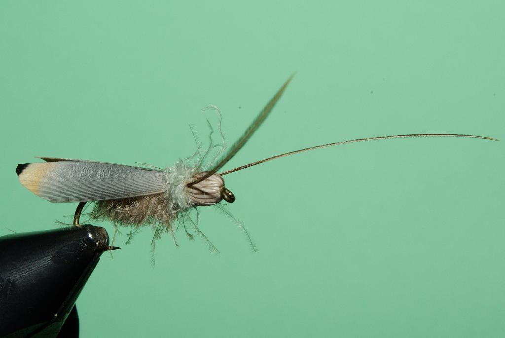 Fiche de montage : Imago de sedge