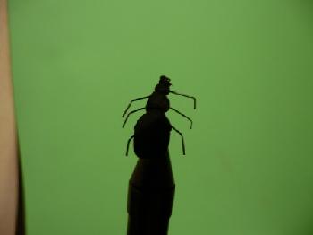 Montage de mouche