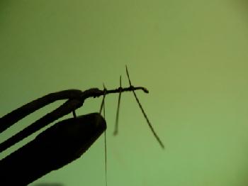 Montage de mouche