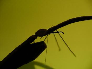 Montage de mouche
