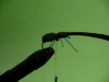 Montage de mouche