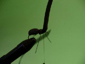 Montage de mouche