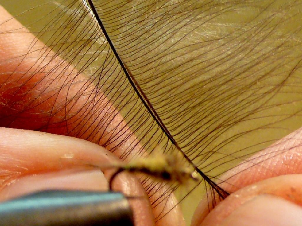 Montage de mouche