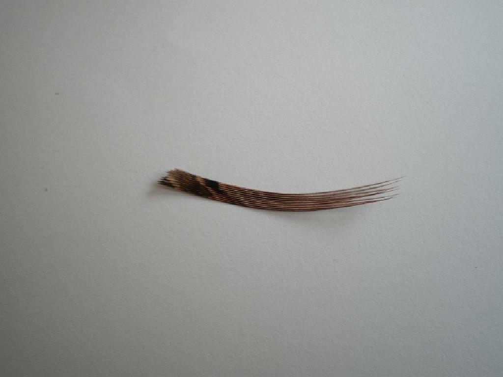 Montage de mouche
