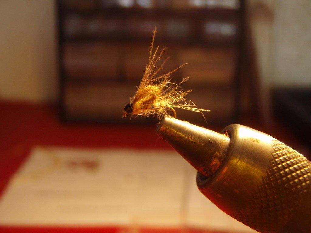 Imago Furet