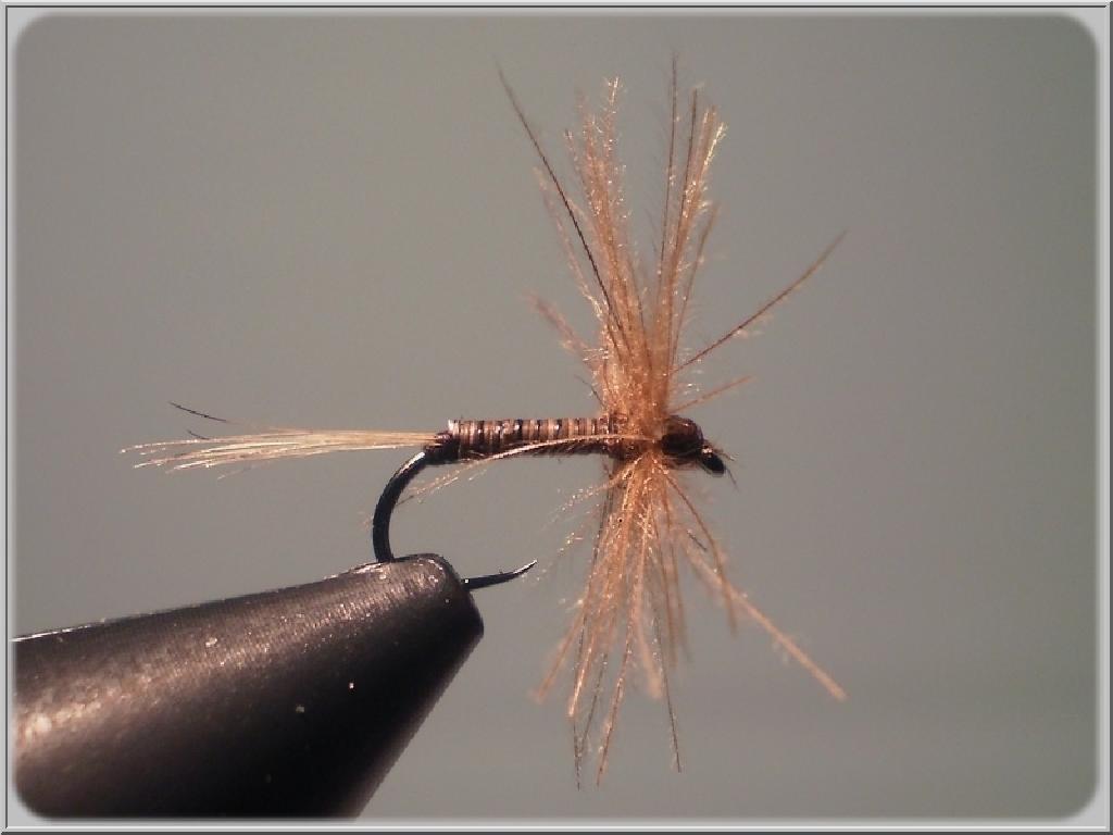 Araignée CDC