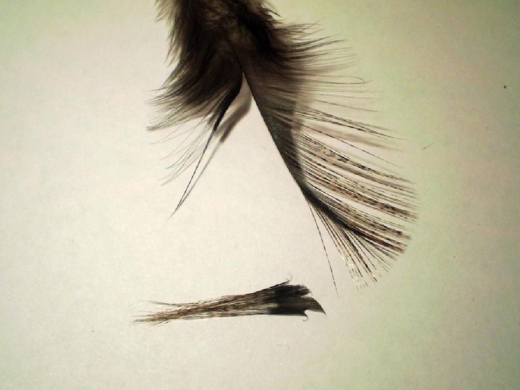 Montage de mouche