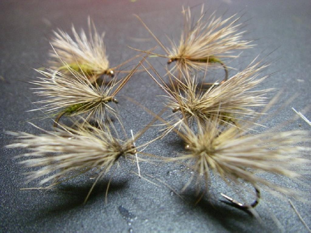 Fiche de montage : Sedge échange avril 2010