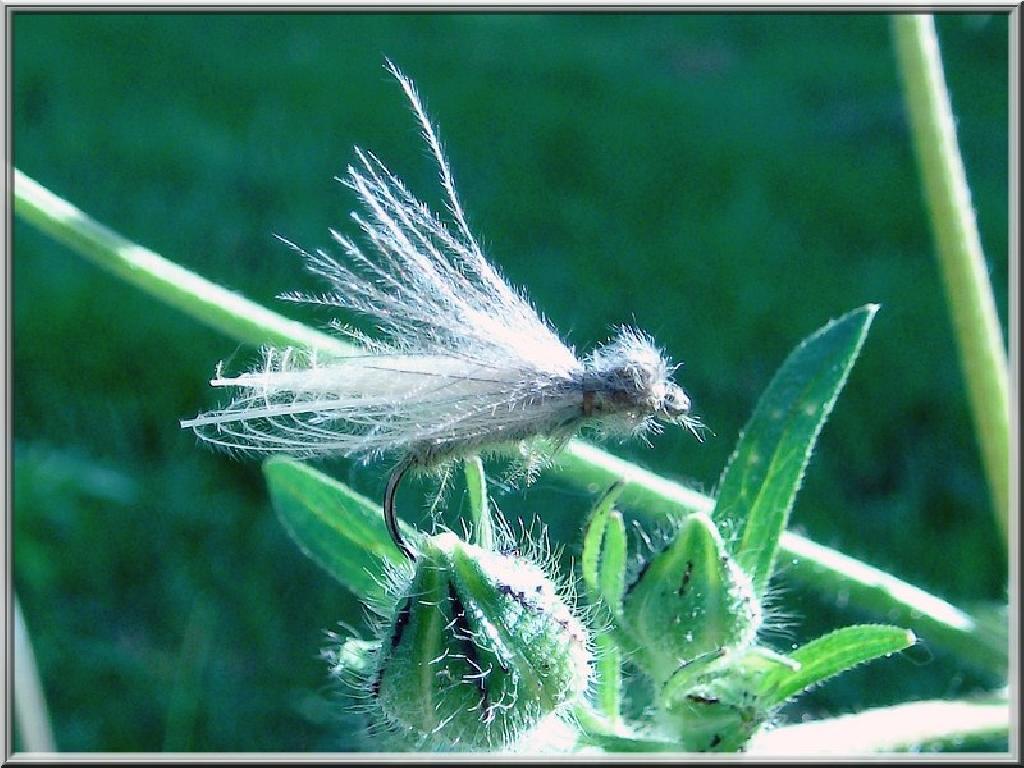 Fiche de montage : Bubble Caddis CDC