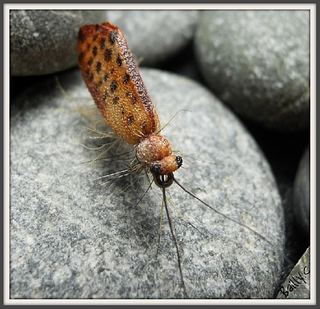 Fiche de montage : Sedge aile foam