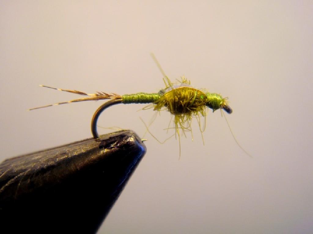 Fiche de montage : Nymphe olive